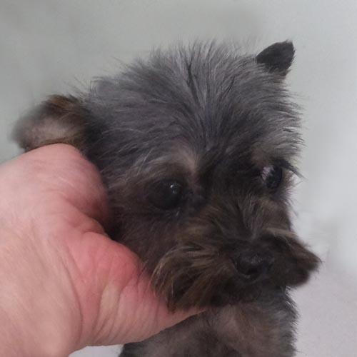 NUGGET, adopted, Young Male Yorkshire Terrier.
