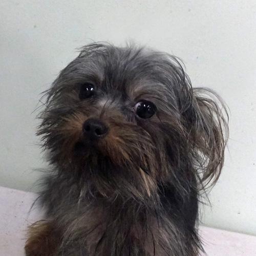 NUGGET, an adopted Yorkshire Terrier in Trufant, MI image 2/4