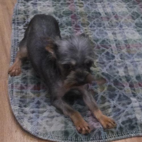 NUGGET, an adopted Yorkshire Terrier in Trufant, MI image 4/4