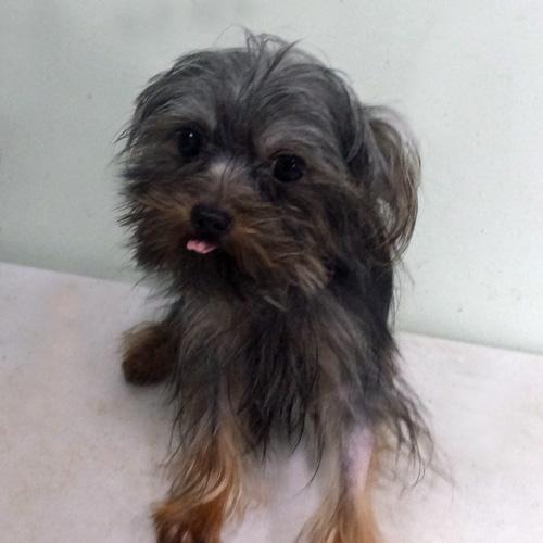 NUGGET, an adopted Yorkshire Terrier in Trufant, MI image 3/4