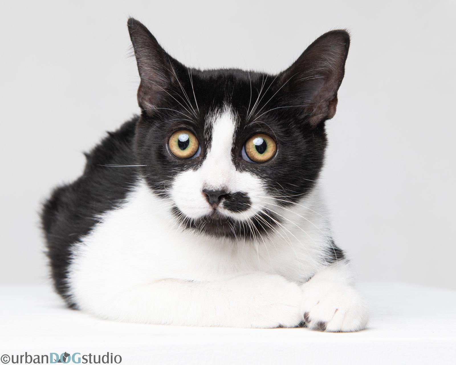 Enlarge Charles - M, a Adoptable Domestic Short Hair in Tampa, FL image 1/3