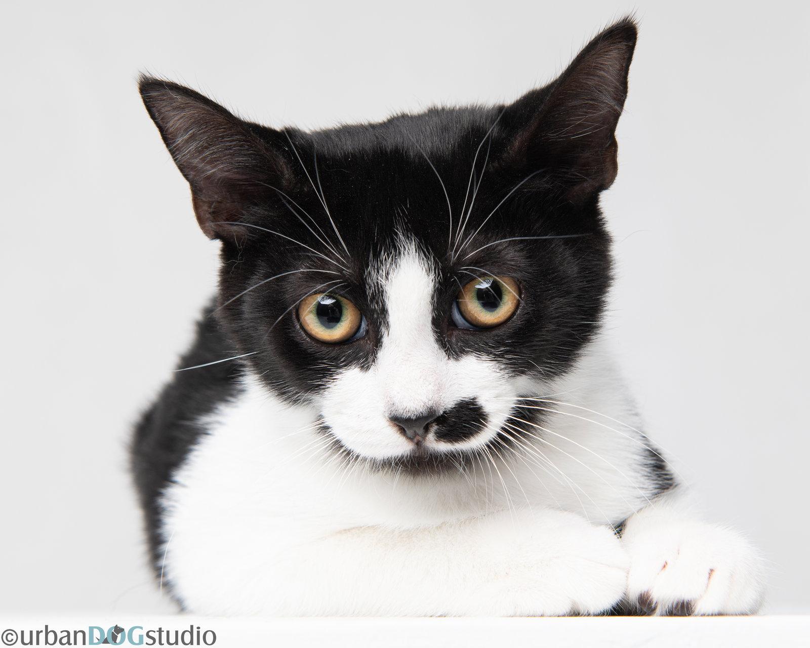 Enlarge Charles - M, a Adoptable Domestic Short Hair in Tampa, FL image 2/3