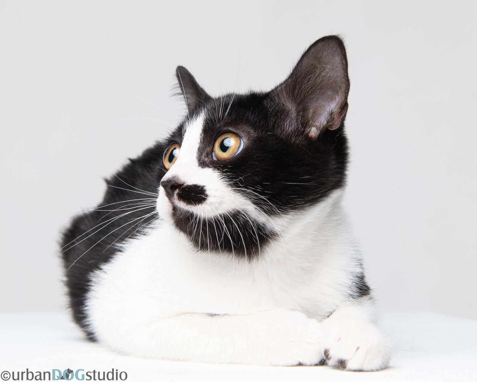 Enlarge Charles - M, a Adoptable Domestic Short Hair in Tampa, FL image 3/3