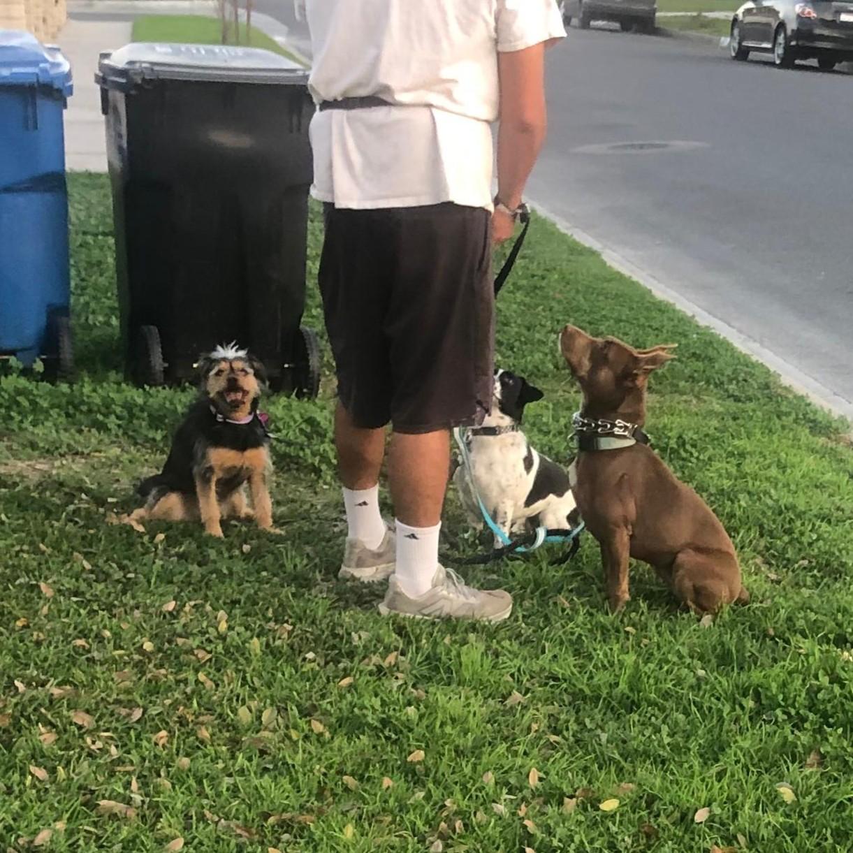 Enlarge Pepper, a ADOPTABLE mixed breed in Whittier, CA image 5/5