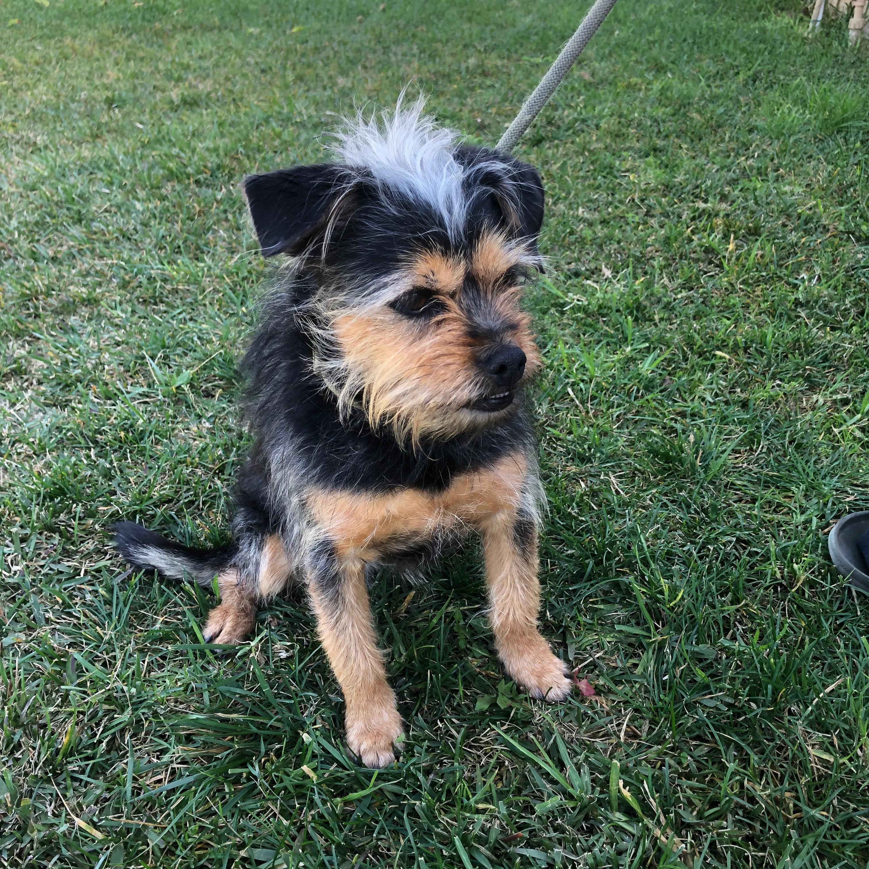 Enlarge Pepper, a ADOPTABLE mixed breed in Whittier, CA image 3/5