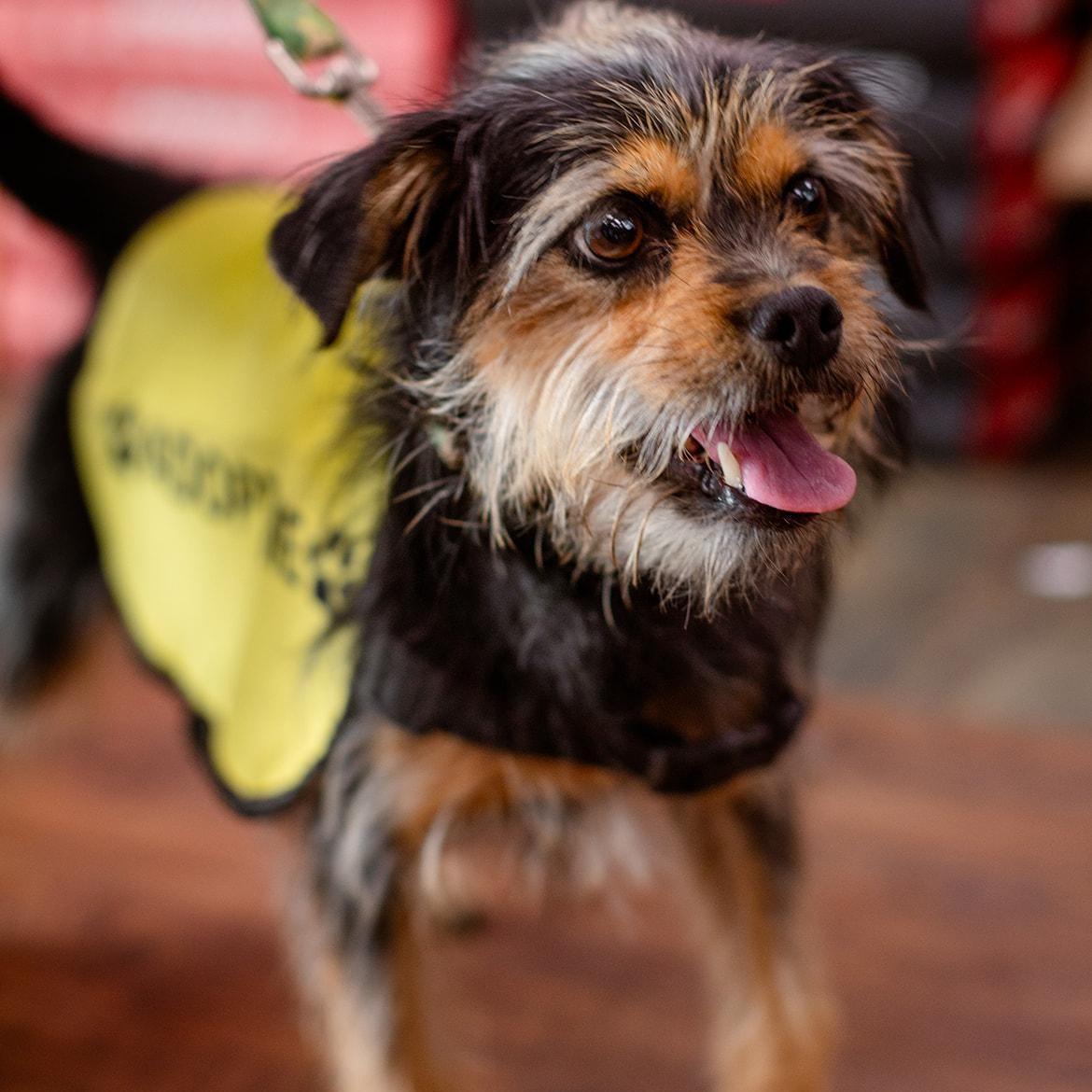 Pepper, ADOPTABLE, Adult Female Terrier.