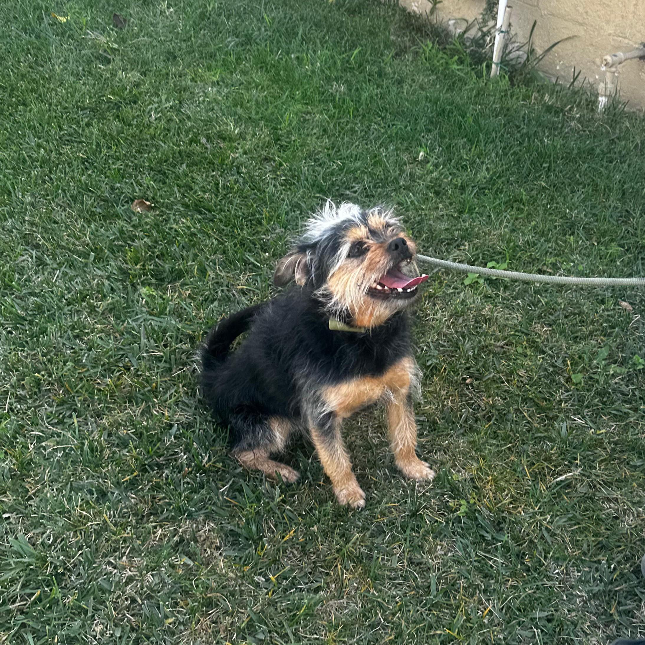 Enlarge Pepper, a ADOPTABLE mixed breed in Whittier, CA image 4/5