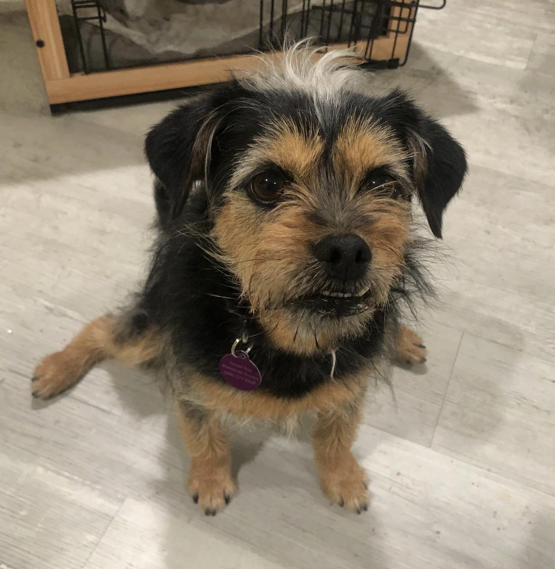 Enlarge Pepper, a ADOPTABLE mixed breed in Whittier, CA image 2/5