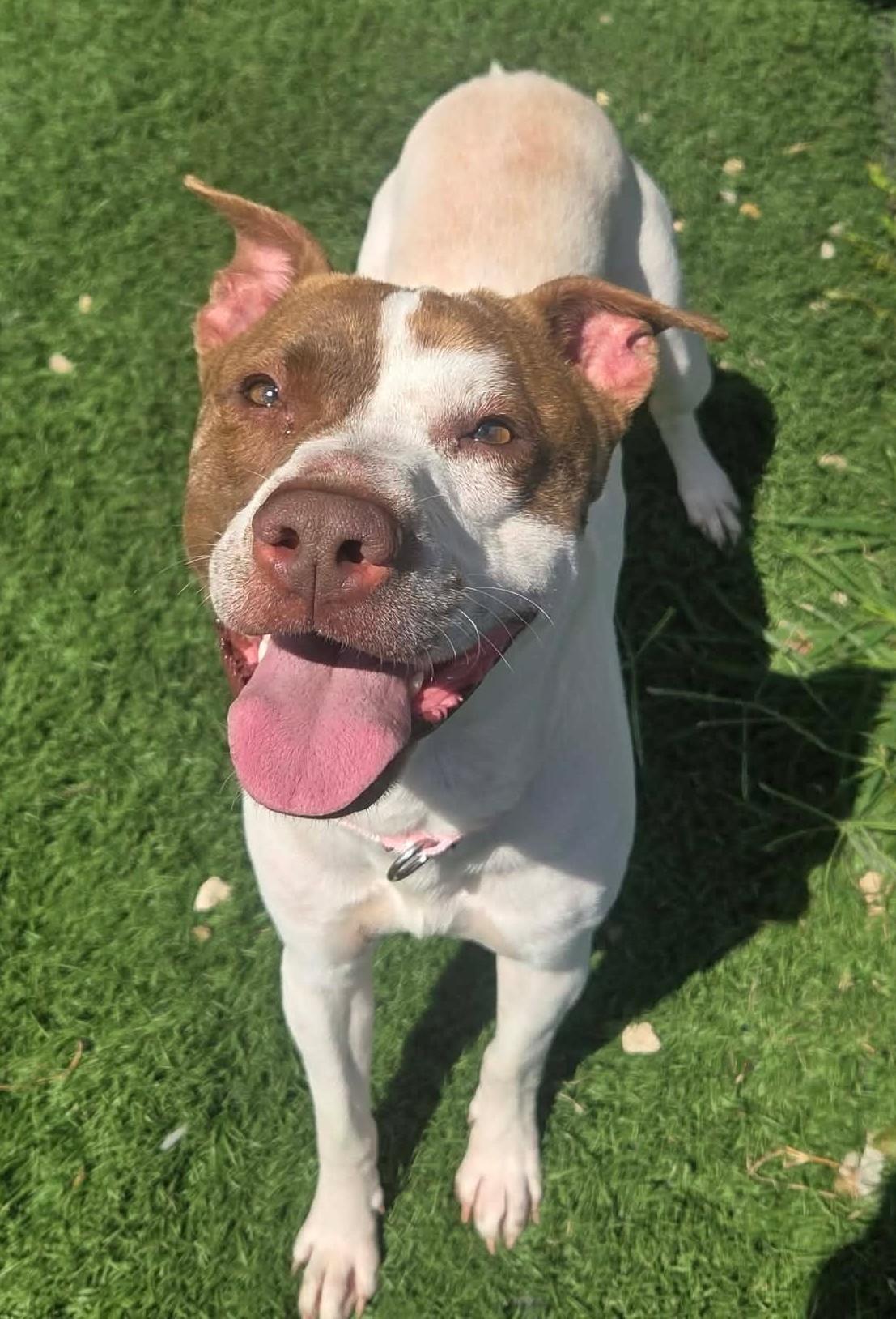 Angel, Adoptable, Adult Female Mixed Breed.