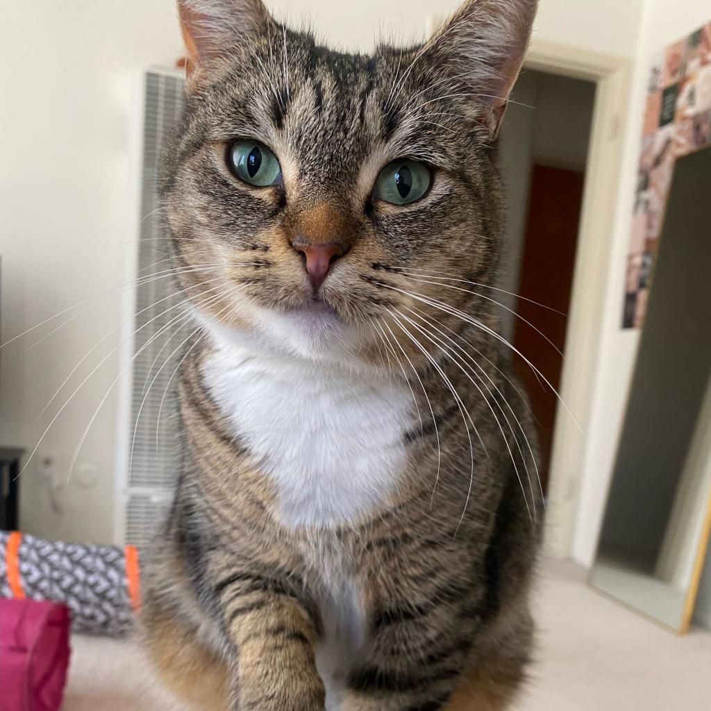 Pumpkie, a Adoptable Domestic Short Hair in Los Angeles, CA image 1/3