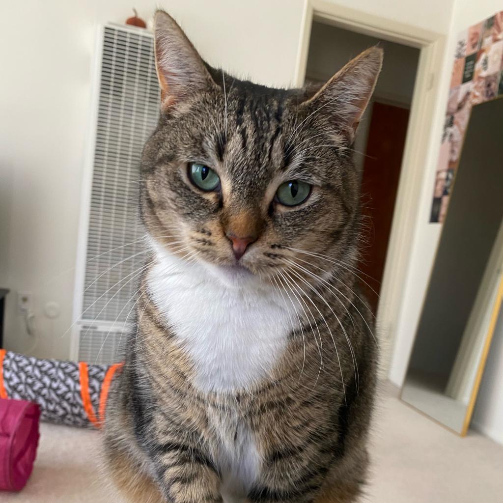 Pumpkie, a Adoptable Domestic Short Hair in Los Angeles, CA image 2/3
