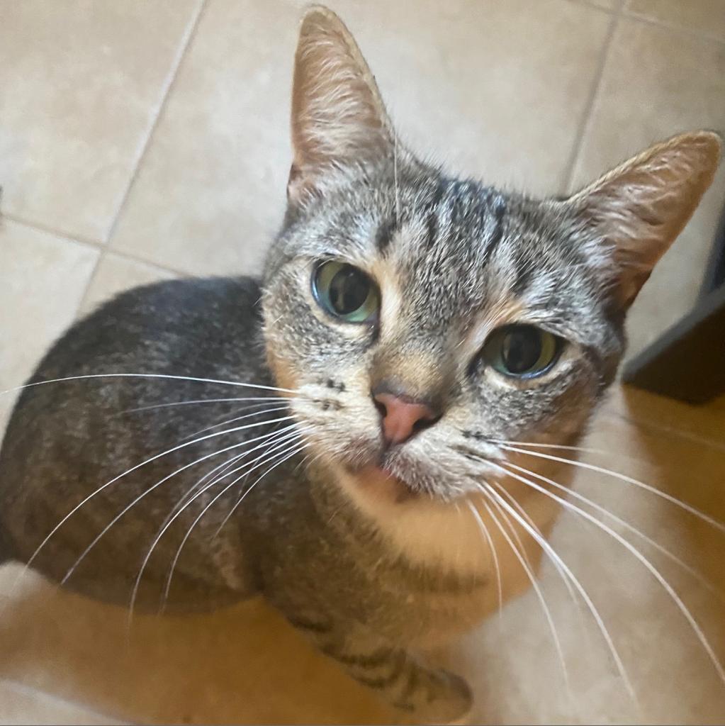 Pumpkie, a Adoptable Domestic Short Hair in Los Angeles, CA image 3/3
