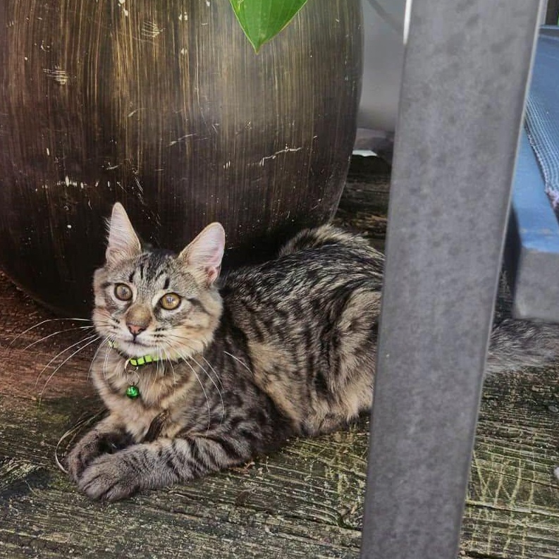 Julio, Adoptable, Kitten Male Domestic Short Hair.