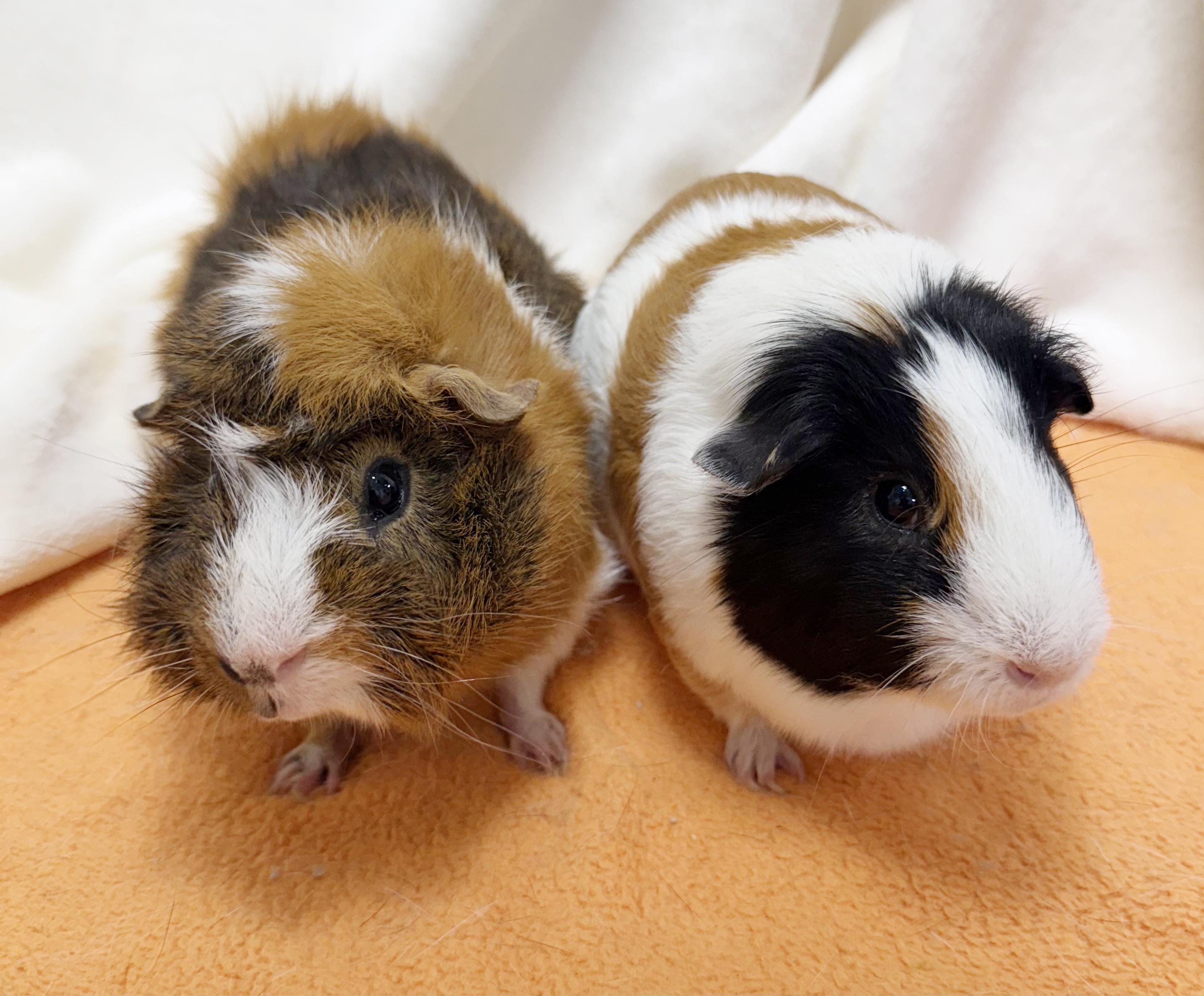 Boga and Koga - bonded NEUTERED bros!  So gentle!!