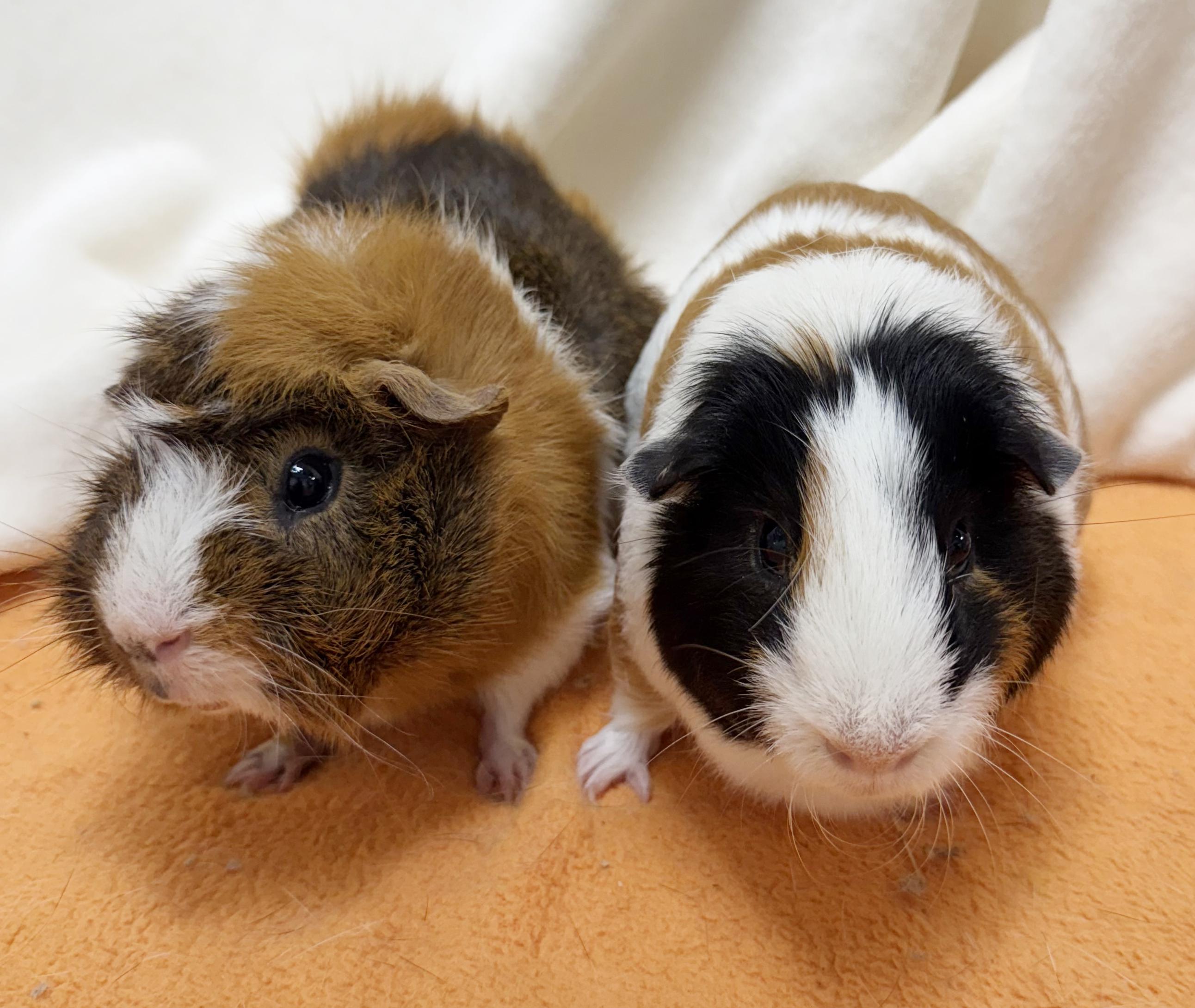 Boga and Koga - bonded NEUTERED bros! So gentle!!, a Adoptable mixed breed in Bedford Hills, NY image 1/4