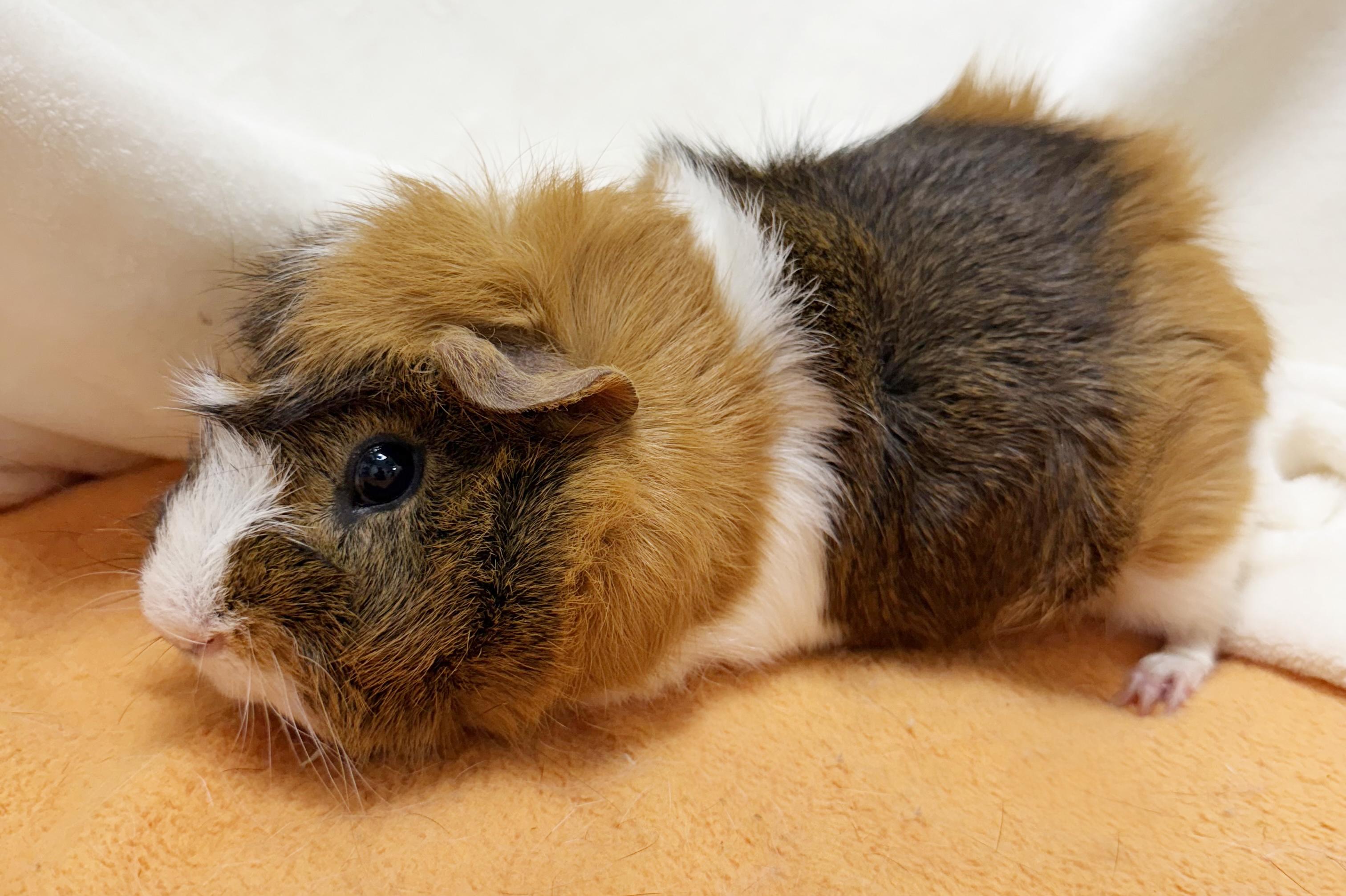 Boga and Koga - bonded NEUTERED bros!  So gentle!!