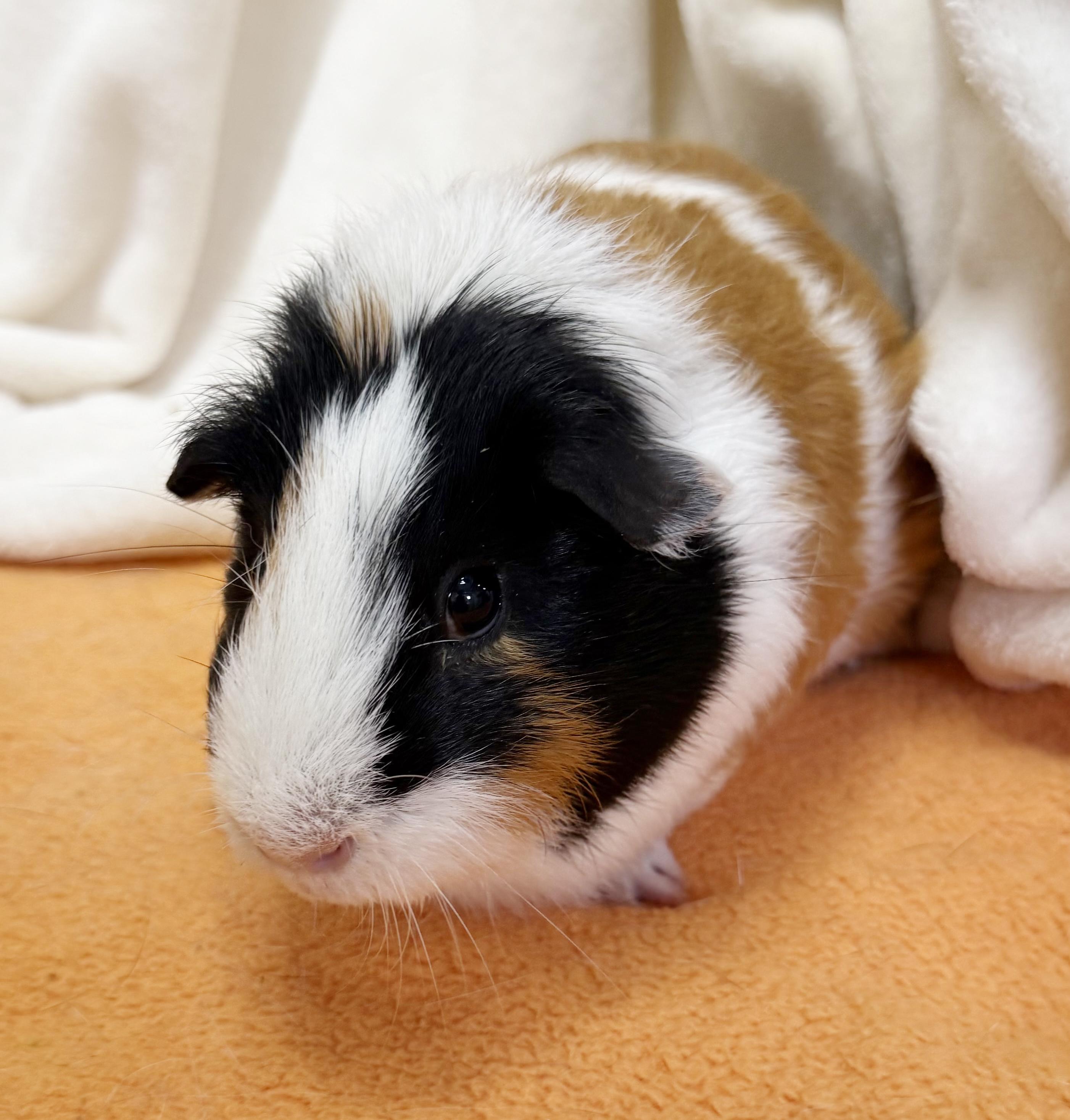 Boga and Koga - bonded NEUTERED bros!  So gentle!!