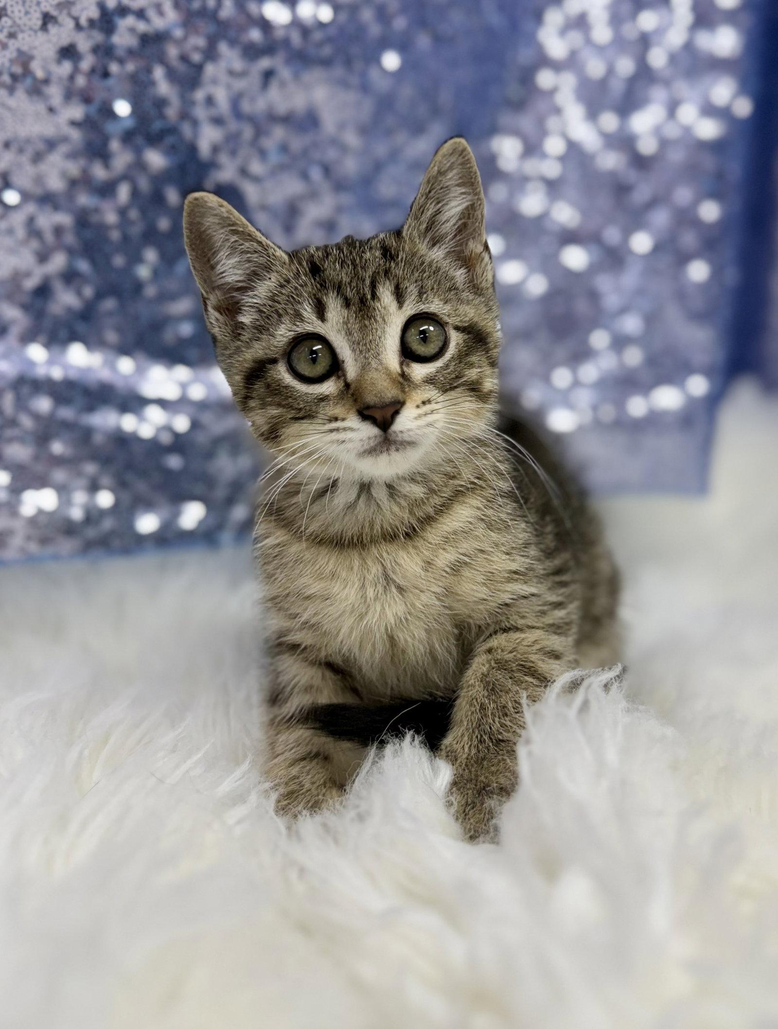 Radar, a Adoptable Domestic Short Hair in Clarkesville, GA image 1/3