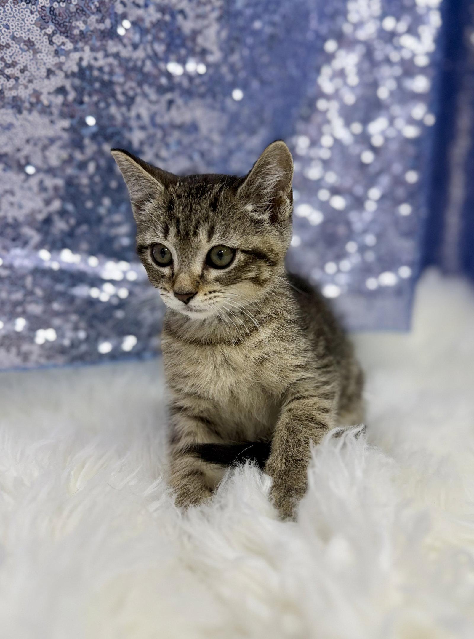 Radar, a Adoptable Domestic Short Hair in Clarkesville, GA image 2/3