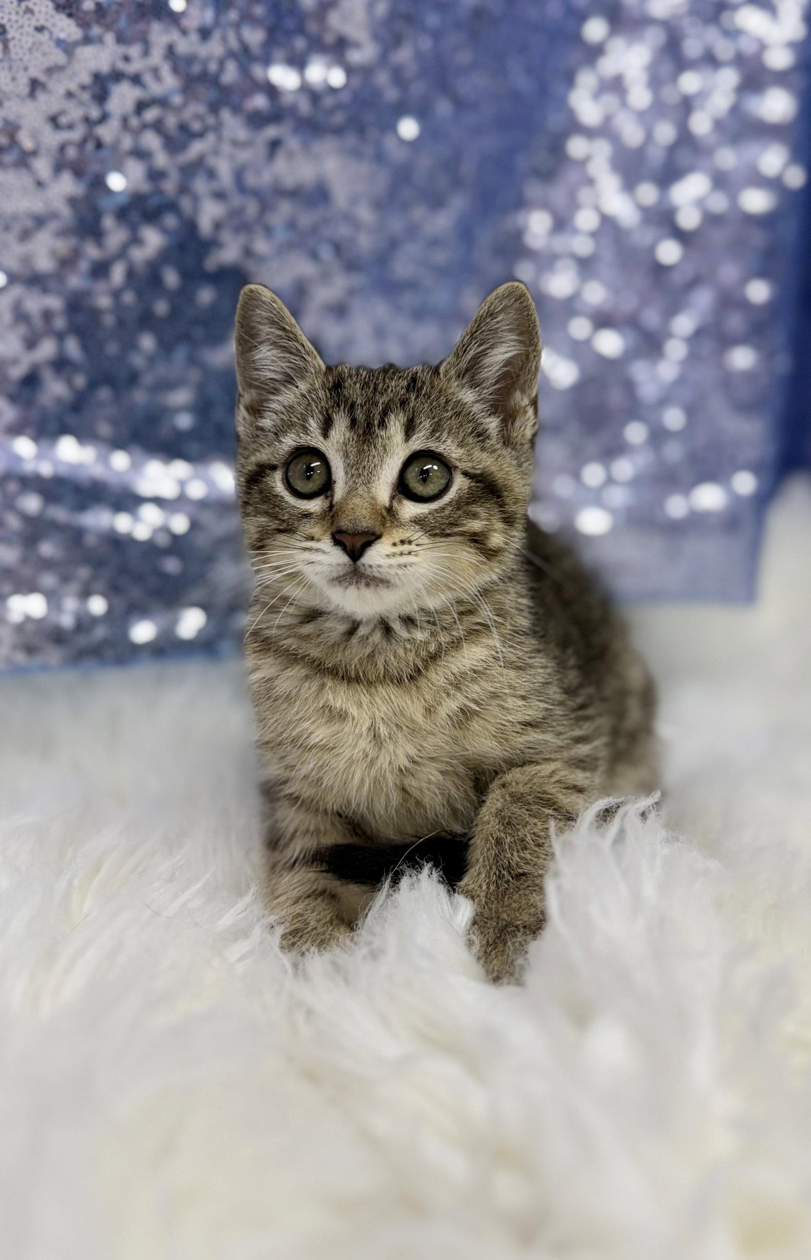 Radar, a Adoptable Domestic Short Hair in Clarkesville, GA image 3/3