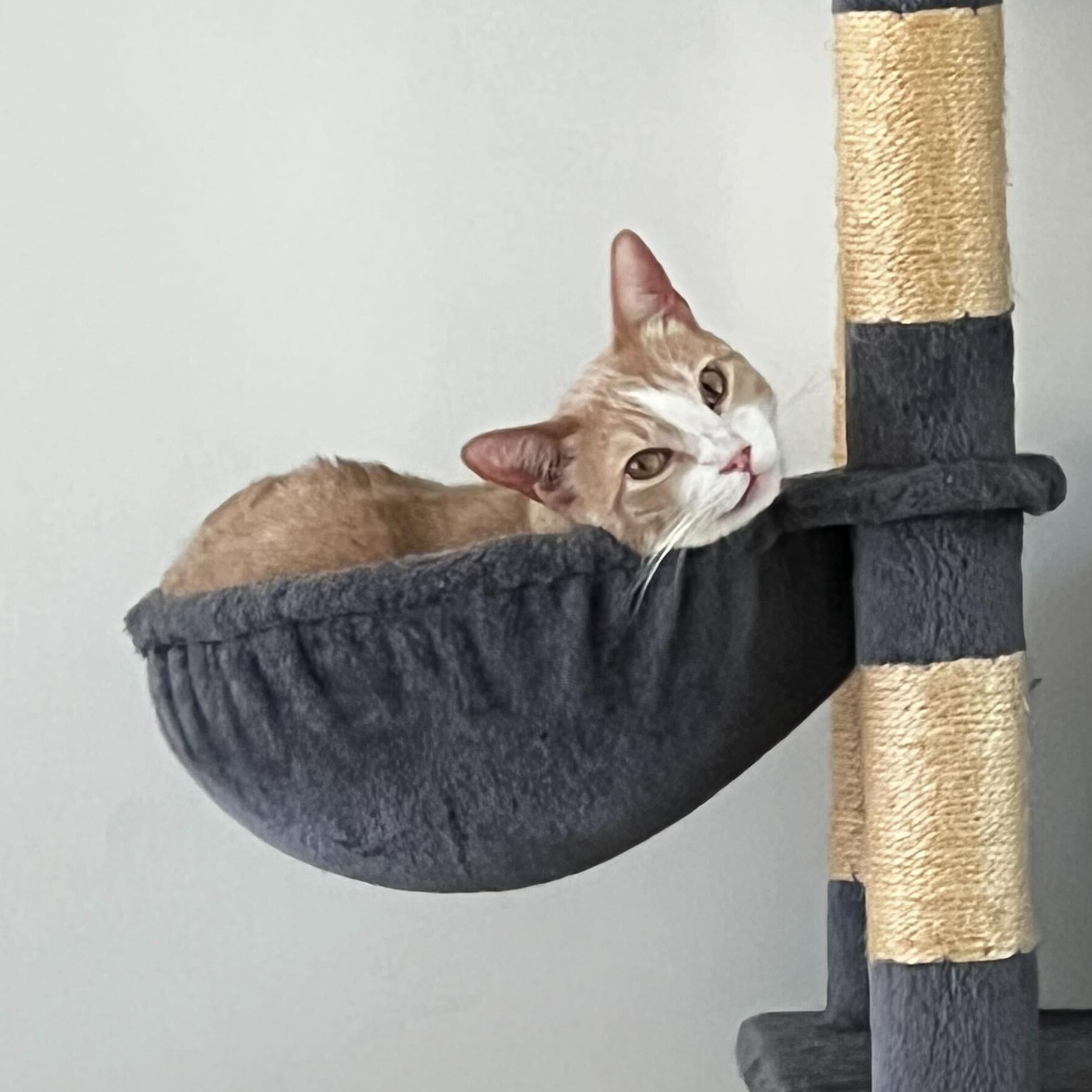Enlarge Arvo, a ADOPTABLE American Shorthair in Santa Monica, CA image 1/6
