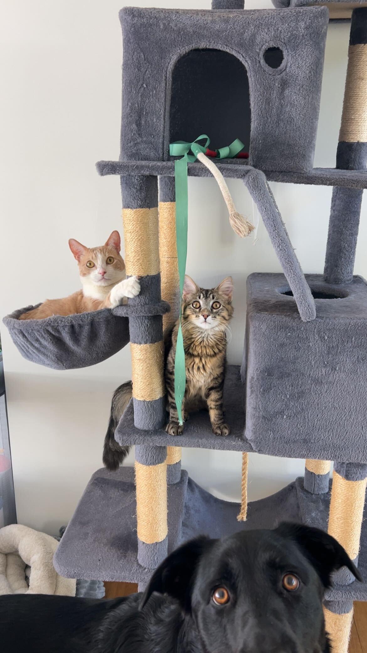 Enlarge Arvo, a ADOPTABLE American Shorthair in Santa Monica, CA image 5/6