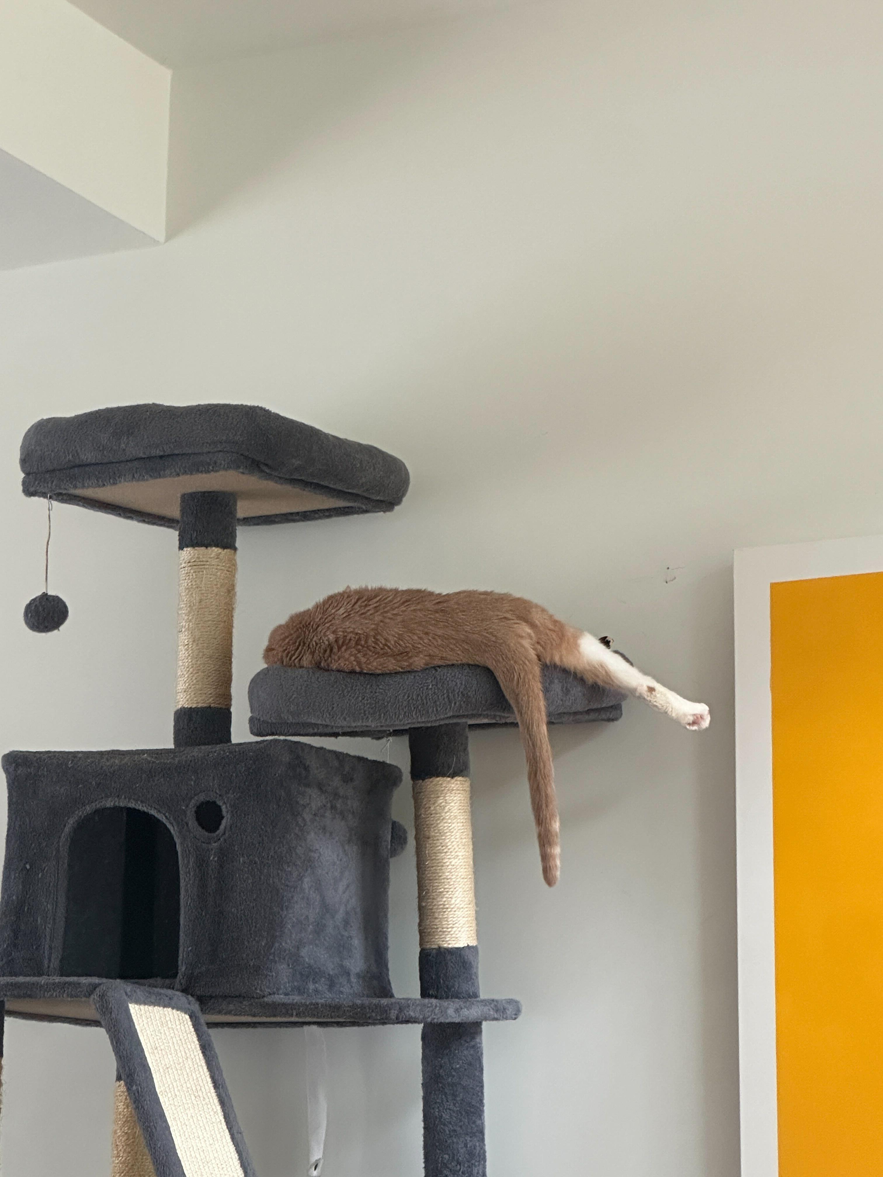 Enlarge Arvo, a ADOPTABLE American Shorthair in Santa Monica, CA image 6/6