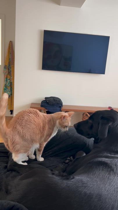 Enlarge Arvo, a ADOPTABLE American Shorthair in Santa Monica, CA video 4/6