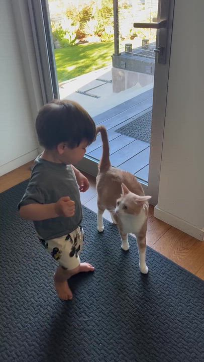 Enlarge Arvo, a ADOPTABLE American Shorthair in Santa Monica, CA video 3/6