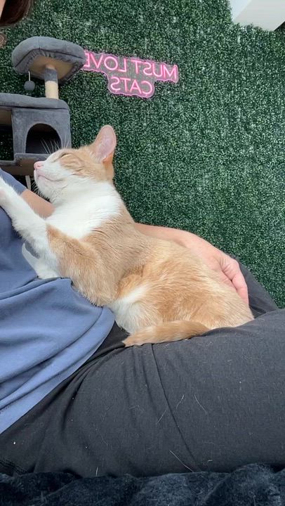 Enlarge Arvo, a ADOPTABLE American Shorthair in Santa Monica, CA video 2/6