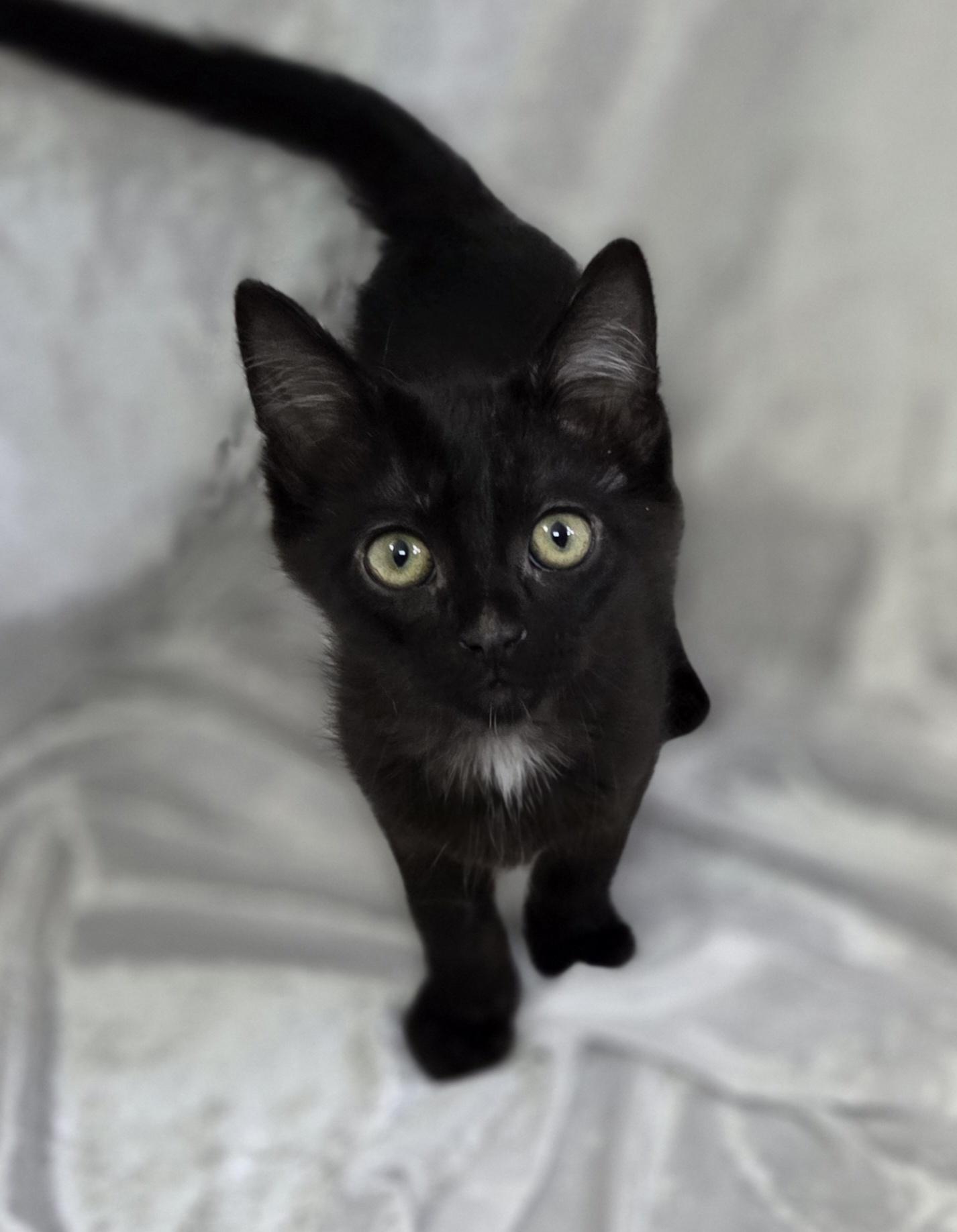 Enlarge Maximillian, a Adopted Domestic Medium Hair in Long Beach, CA image 1/6