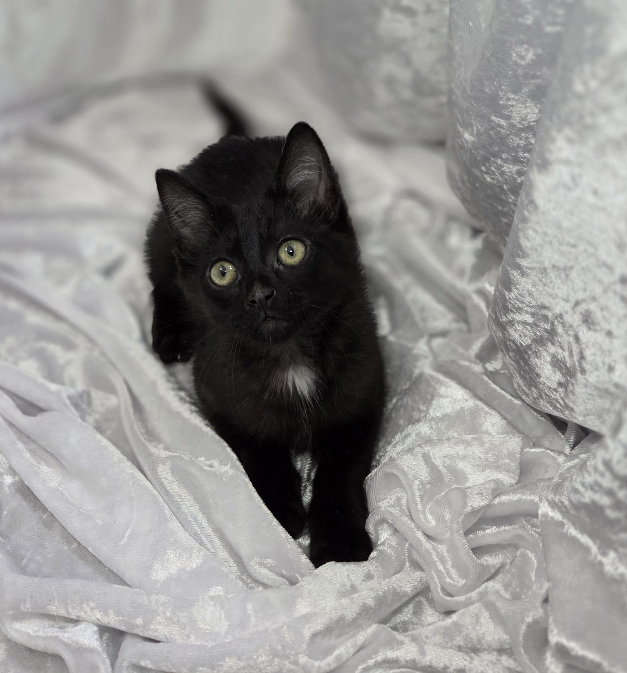 Enlarge Maximillian, a Adopted Domestic Medium Hair in Long Beach, CA image 2/6