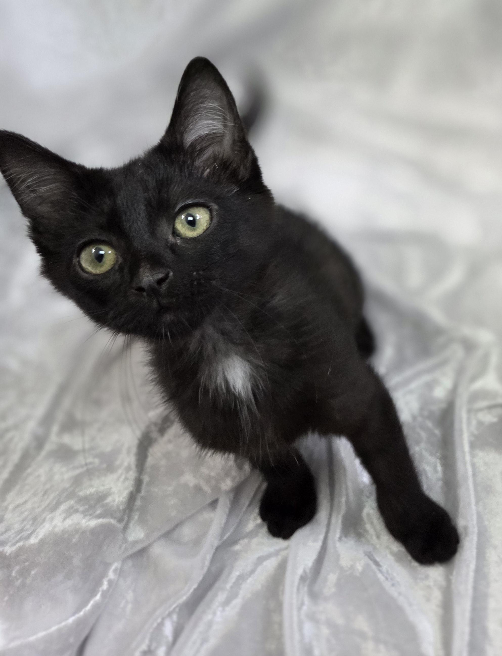 Enlarge Maximillian, a Adopted Domestic Medium Hair in Long Beach, CA image 3/6