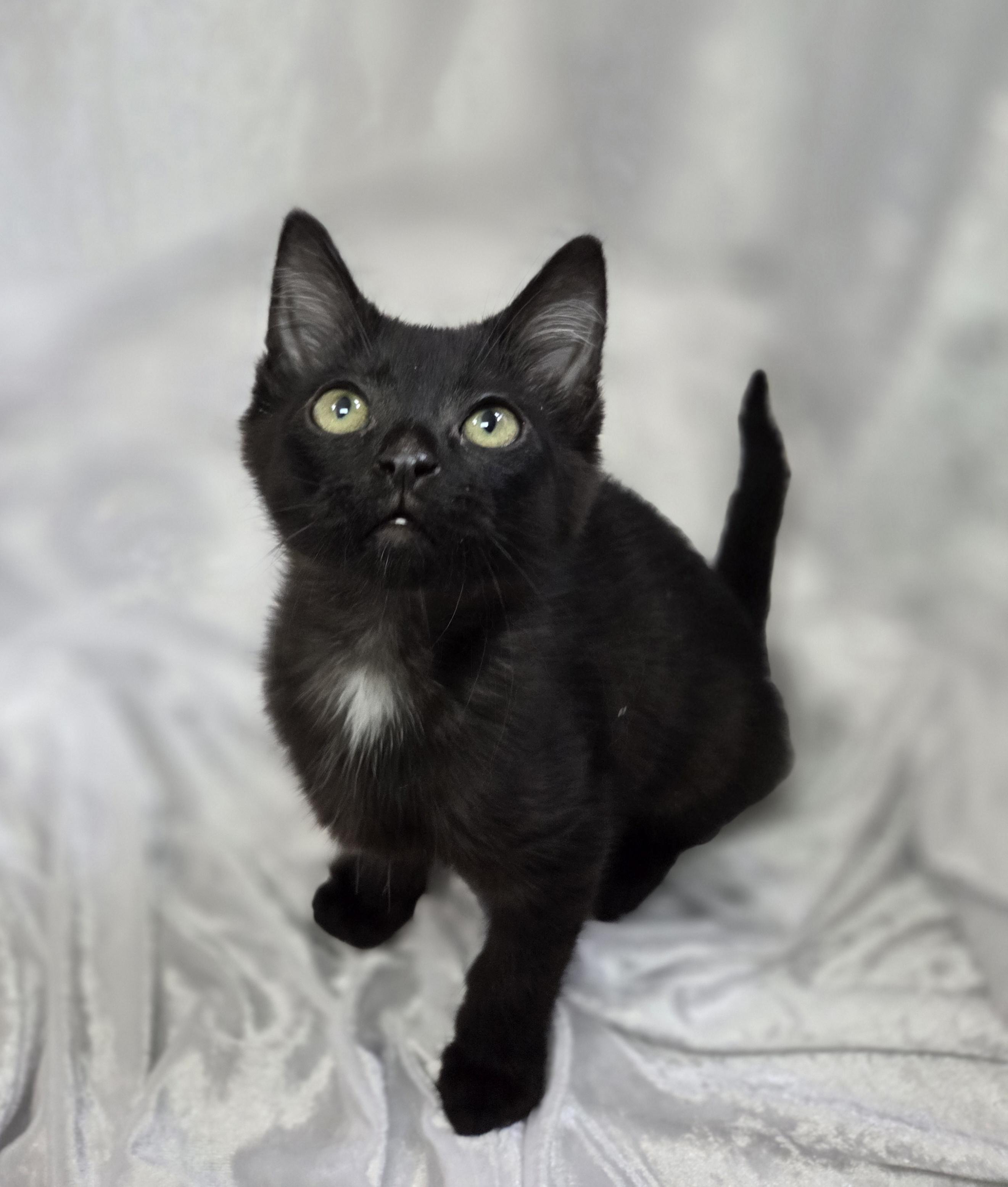 Enlarge Maximillian, a Adopted Domestic Medium Hair in Long Beach, CA image 4/6