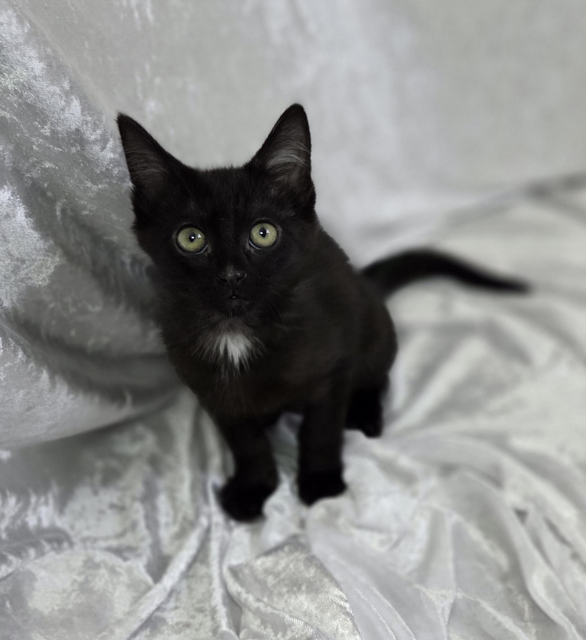 Enlarge Maximillian, a Adopted Domestic Medium Hair in Long Beach, CA image 5/6