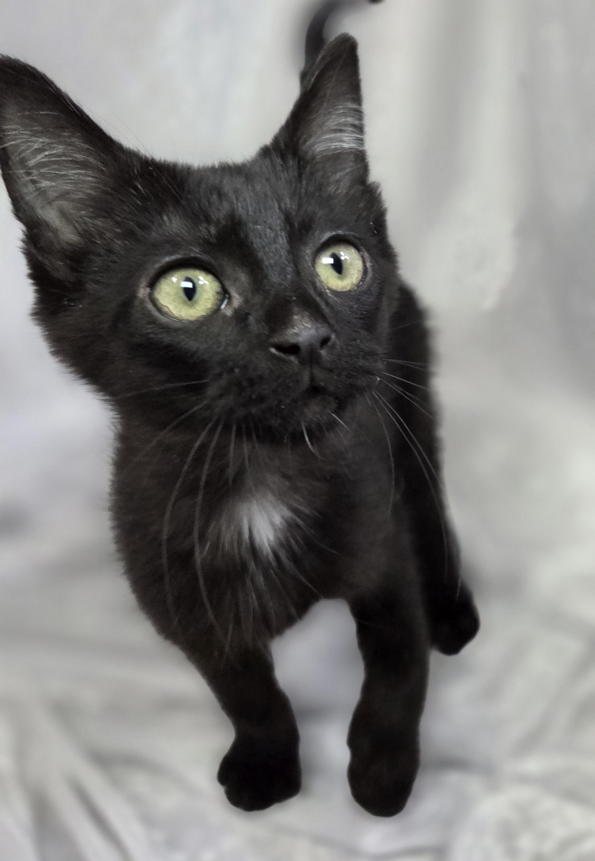 Enlarge Maximillian, a Adopted Domestic Medium Hair in Long Beach, CA image 6/6