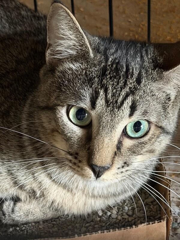 Enlarge Nickel, a Adoptable Domestic Short Hair in Zimmerman, MN image 1/1