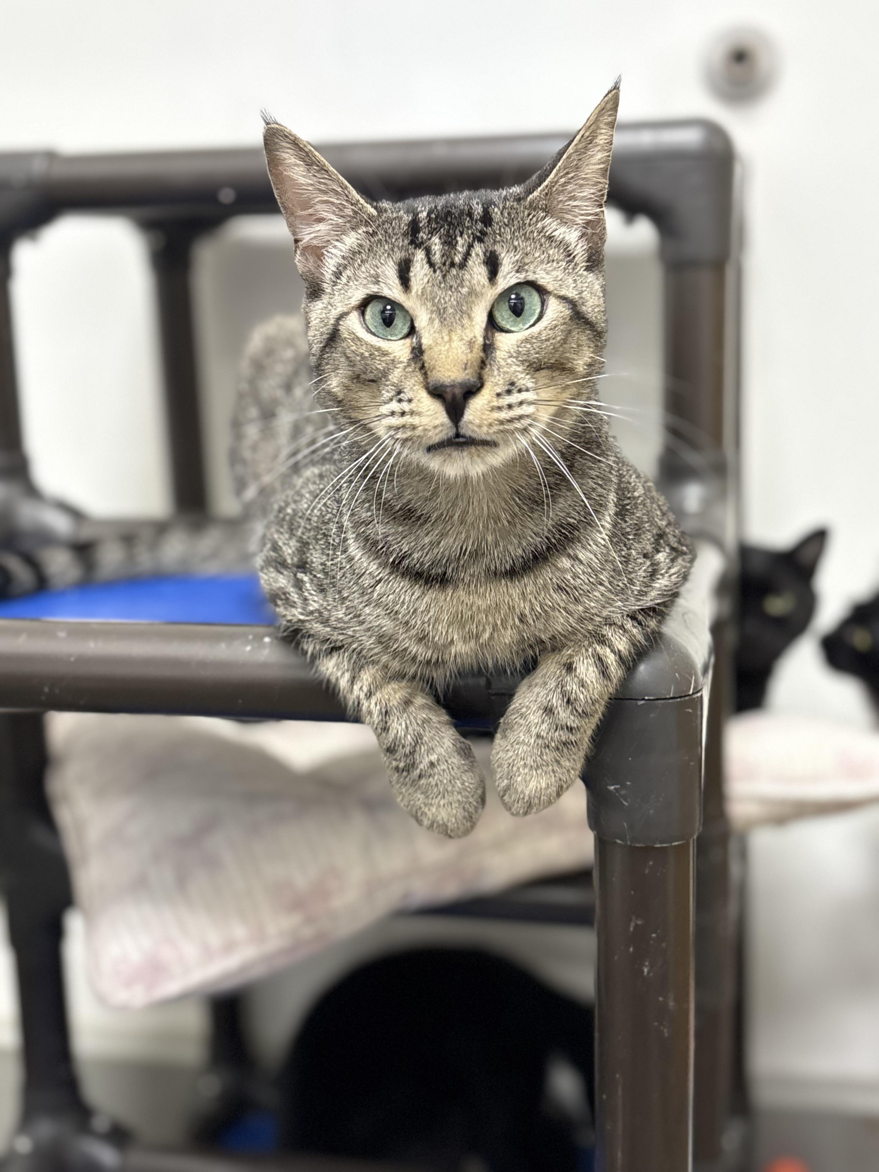 Nickel, Adoptable, Young Male Domestic Short Hair.