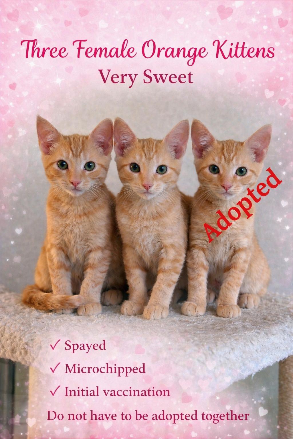 TWO FEMALE ORANGE KITTENS ( LOCATED AT PETSMART NORTHWEST RENO), ADOPTABLE, Young Female Domestic Short Hair.