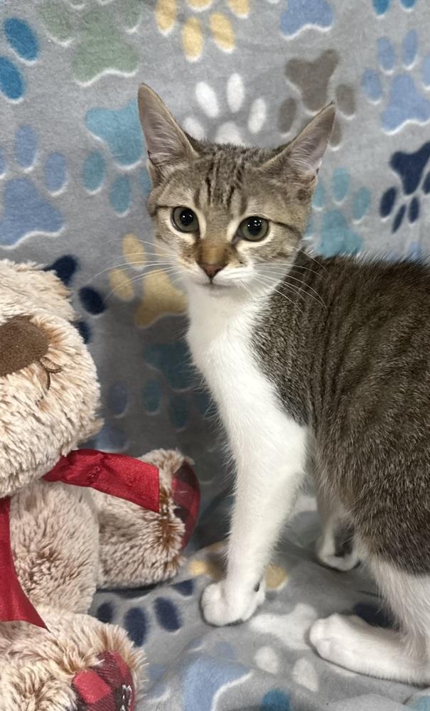 Enlarge Charlie Daniels, a Adoptable mixed breed in Jackson, GA image 1/6