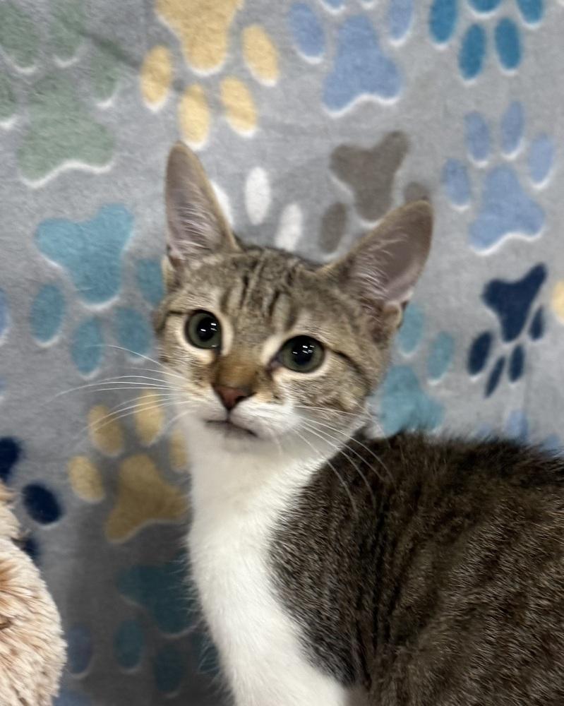 Enlarge Charlie Daniels, a Adoptable mixed breed in Jackson, GA image 2/6