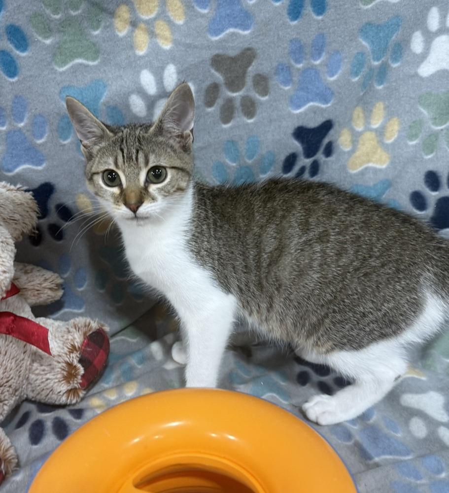 Enlarge Charlie Daniels, a Adoptable mixed breed in Jackson, GA image 3/6