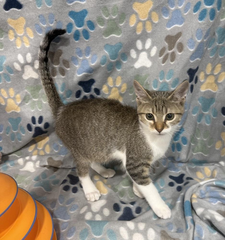 Enlarge Charlie Daniels, a Adoptable mixed breed in Jackson, GA image 5/6