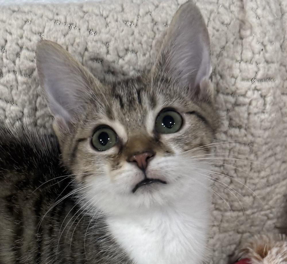 Enlarge Charlie Daniels, a Adoptable mixed breed in Jackson, GA image 6/6