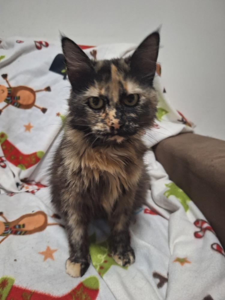 Enlarge MARIPOSA, a Adoptable Domestic Long Hair in Thornton, CO image 1/2