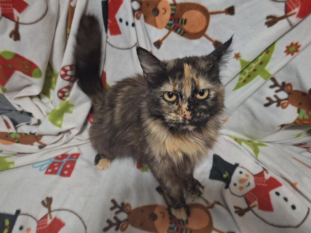 Enlarge MARIPOSA, a Adoptable Domestic Long Hair in Thornton, CO image 2/2