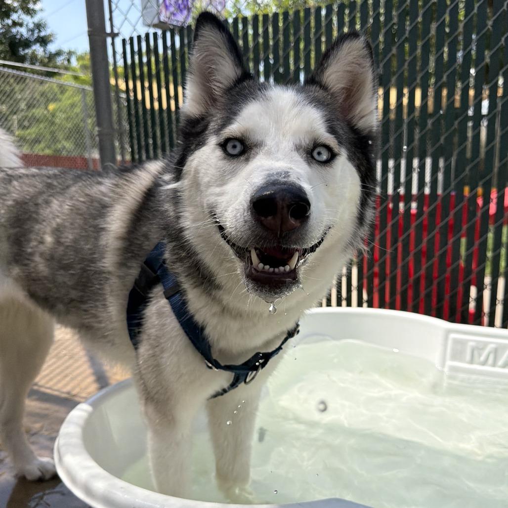 Cream Cheese, Adoptable, Adult Female Siberian Husky.