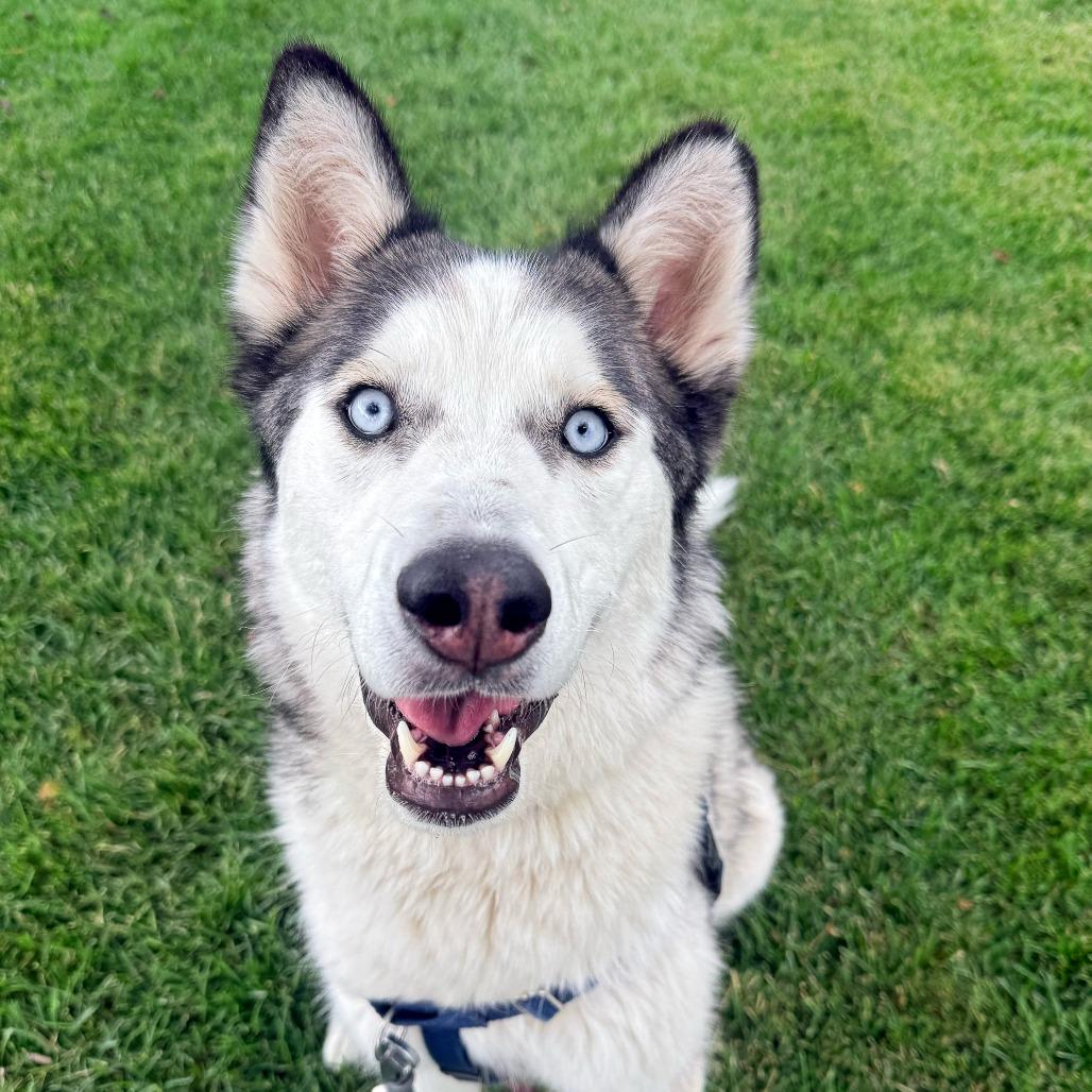 Enlarge Cream Cheese, a Adoptable Siberian Husky in Murray, UT image 2/5