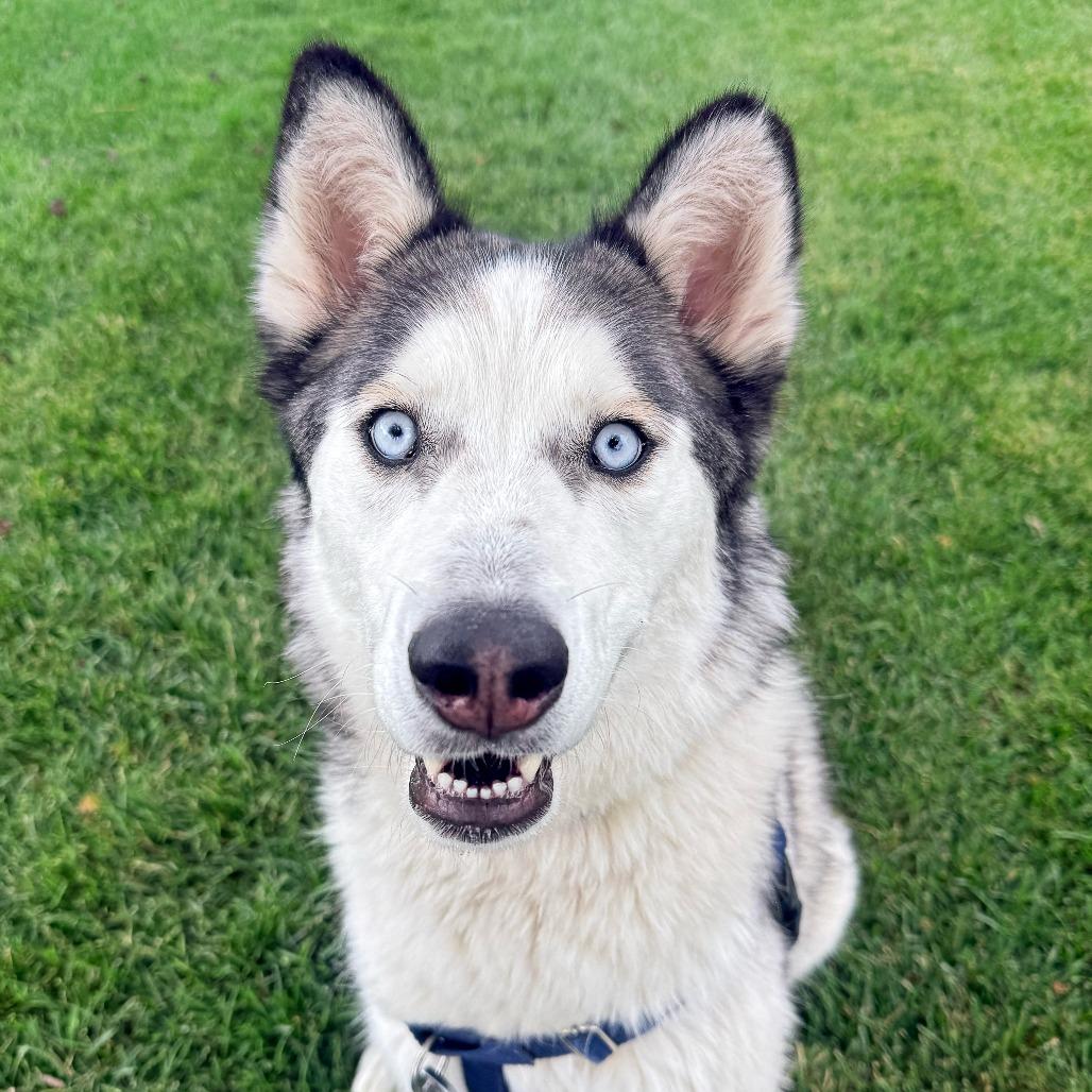 Enlarge Cream Cheese, a Adoptable Siberian Husky in Murray, UT image 3/5
