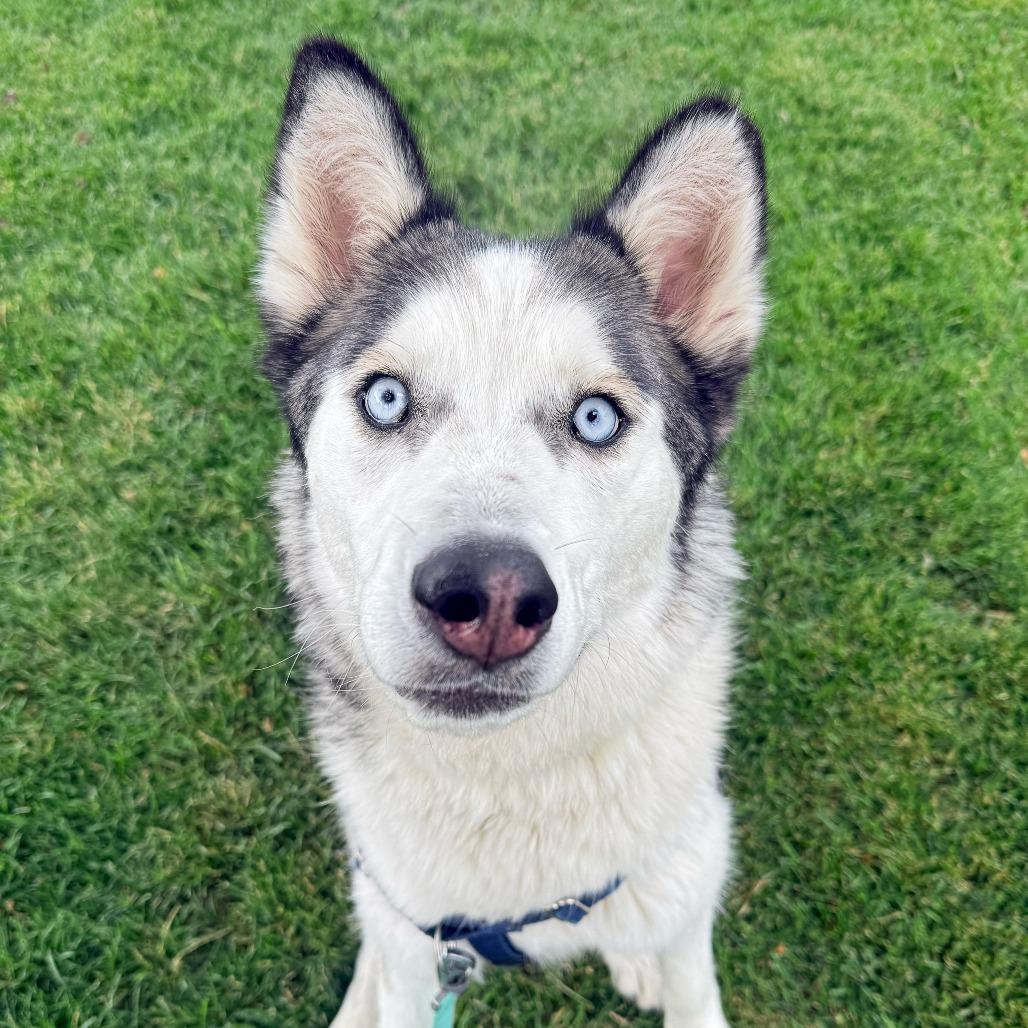 Enlarge Cream Cheese, a Adoptable Siberian Husky in Murray, UT image 4/5